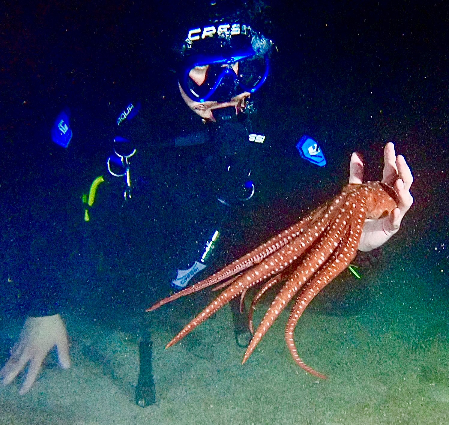 Octopus photographed at close range on a night dive, lit by torchlight