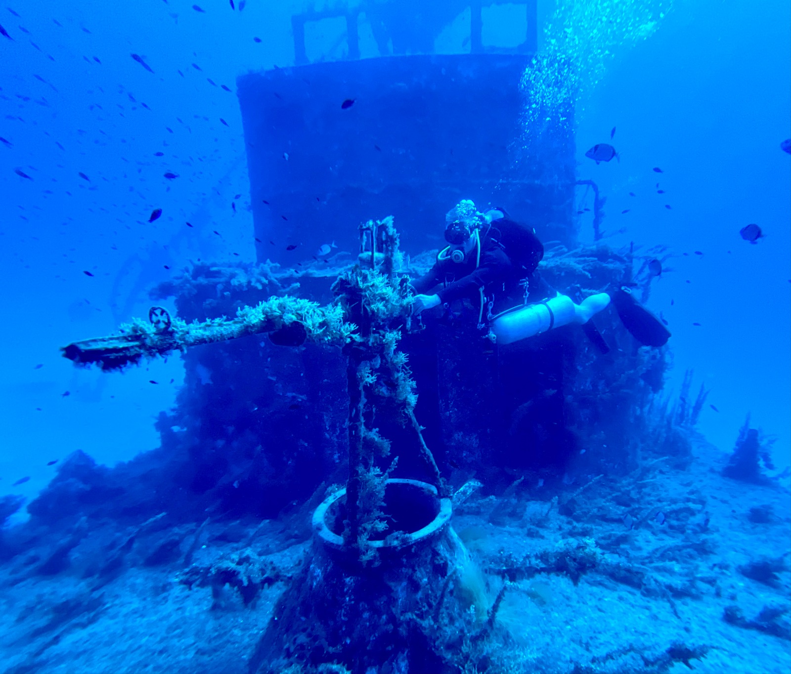 Wreck superstructure overgrown with marine life, shoals of fish above the deck, Malta